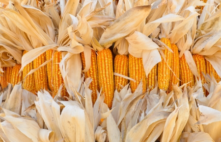 Texture of Dried corn backgroundの写真素材