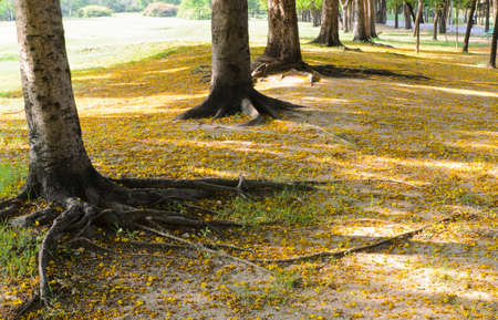 Tree in the parkの写真素材