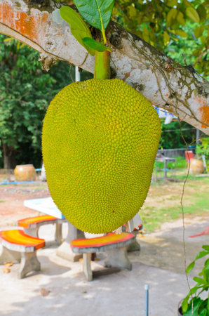 Green jackfruit on tree