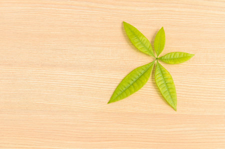Green leaf on wooden background