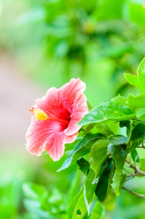 Beautiful red hibiscus flower in the gardenの写真素材