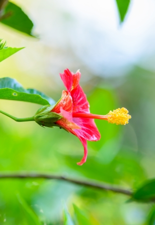 Beautiful red hibiscus flower in the gardenの写真素材