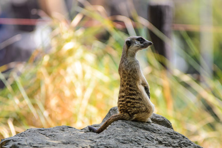 Alert Meerkat standing to lookout