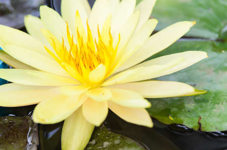 Lotus Flower or Waterlily,Flower of Thailandの写真素材