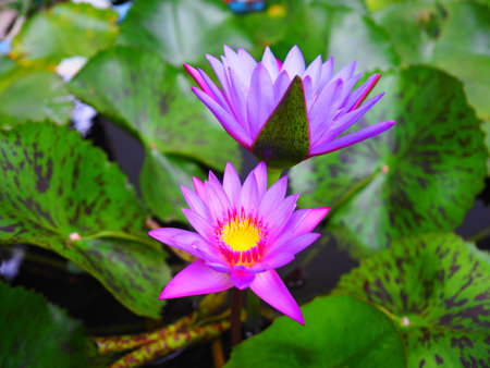 Lotusの写真素材