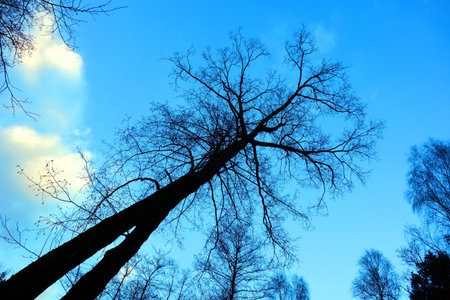 Dark mysterious tree