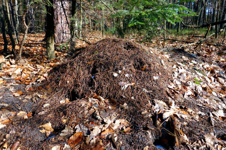 anthillの写真素材