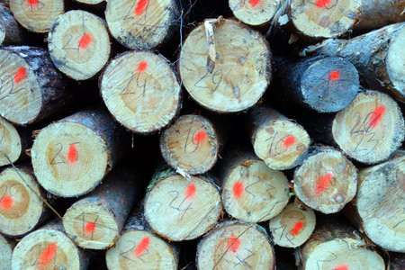 Wood logs texture background