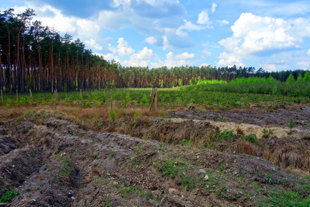 Young forest. Tree seedlings cultivation.の写真素材