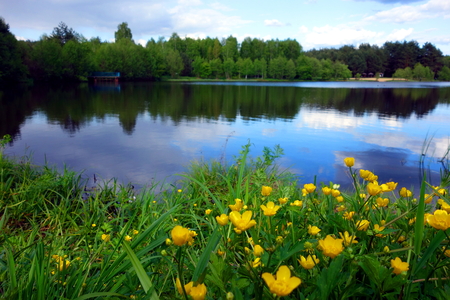 Blooming flowers by a lake. Springtime.の写真素材