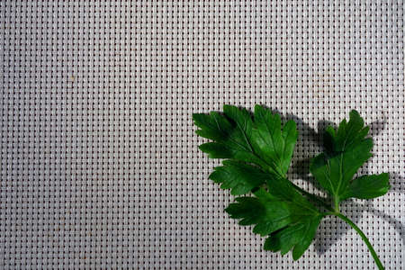 Parsley leaf on table mat. Copy space.の写真素材
