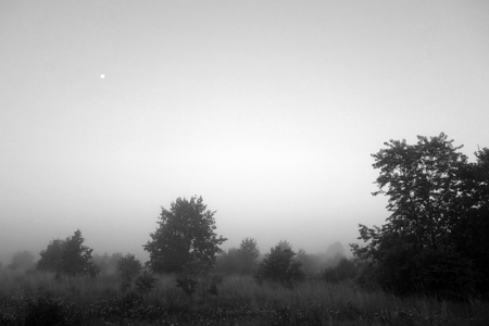 Mysterious misty meadow. Black and white colors.の写真素材