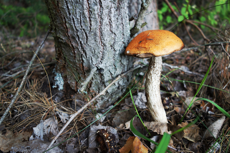 Single leccinum aurantiacum mushroom by treeの写真素材