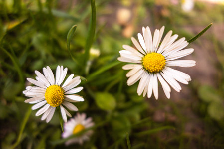 Daisy flower blooming on green meadow. Macro shot