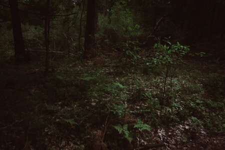 Dark green forest foliage on summertime evening. Rustic moody landscape background