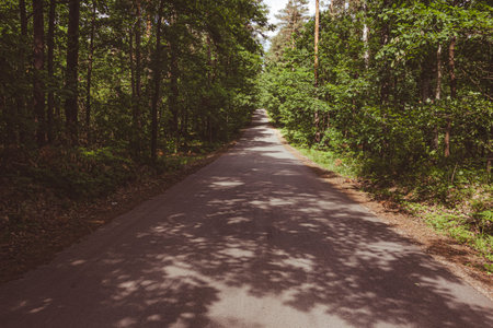 Empty road through the forest in summer. Rural landscape