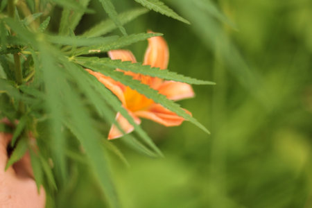 Close-up leaf of marijuana on a background of colorful flowers