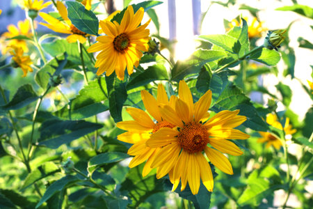 orange-yellow flowers at sunset. Similar to daisy flowers on a blurred background with bokeh.