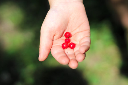 children's outstretched palm with red currant berries on it