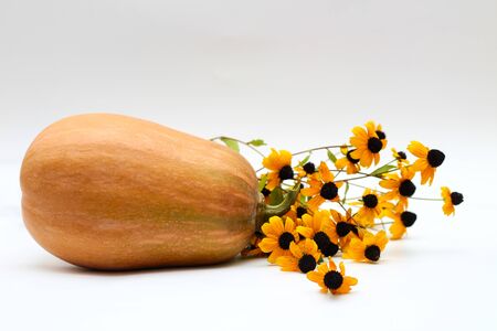 fresh raw pumpkin and orange wildflowers on a white background, isolatedの写真素材
