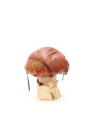 One dirty, unpeeled standing on tube Suillus mushroom isolated on a white background.の写真素材