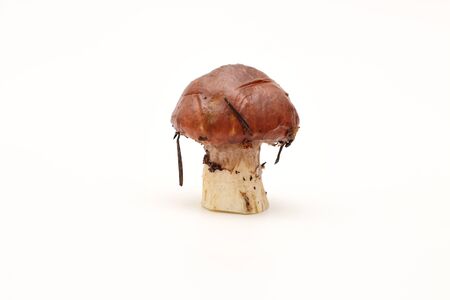 One dirty, unpeeled standing on tube Suillus mushroom isolated on a white background.の写真素材