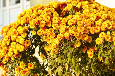 Bouquet of autumn yellow flowers in a basketの写真素材