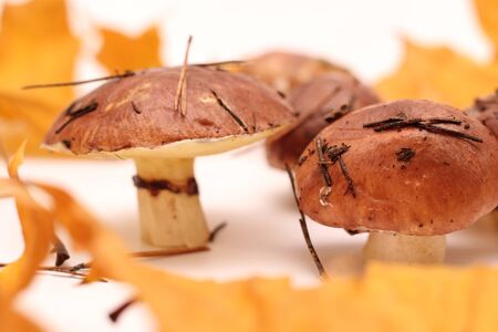 A bunch of dirty, unpeeled standing on tube Suillus mushrooms isolated on a white background with yellow maple leaves. Selective focus.の写真素材