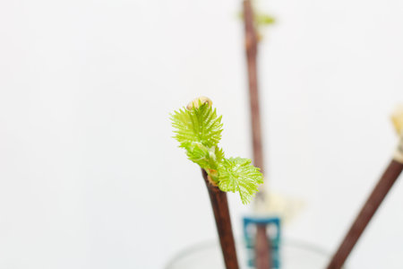 Blossoming seedlings of a vine on a white background. The growth of young grapes leaves in the...