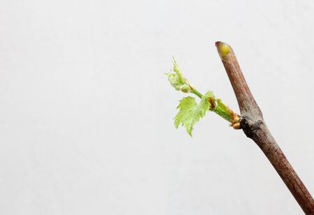 Blossoming seedlings of a vine on a white background. The growth of young grapes leaves in the nursery.の写真素材