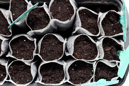 White woven fabric bags with soil in a black plastic container against white background. Isolated home sprouting seedlings process in the ground. Name plates in the dirt.の写真素材