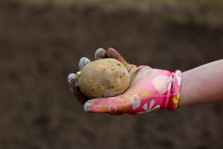 A female hand in a colorful glove shows a potato tuber, ready for planting in the ground. Potato on...