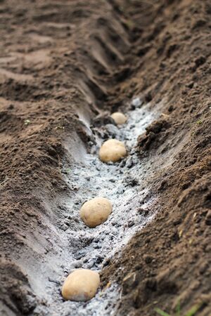 Potatoes laid in ash-fertilized holes in a row. The process of spring planting potato tubers in the gardenの写真素材