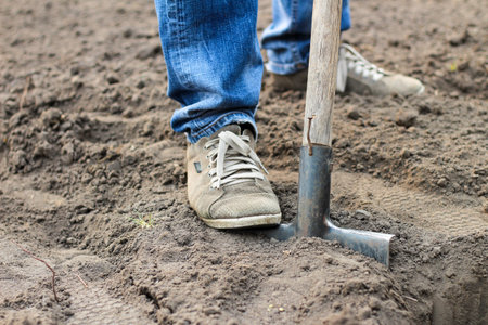 A man in blue jeans and laced moccasins digs the ground with a shovel. Preparing a garden for spring planting vegetablesの写真素材