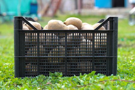 Planting potatoes in a plastic box stands on the green grass. Side viewの写真素材