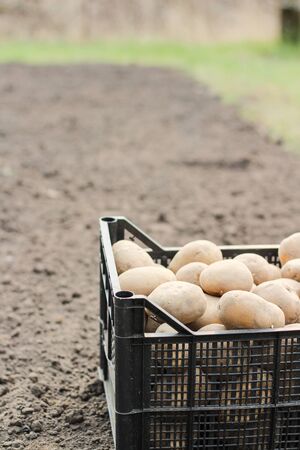 Planting potatoes in a plastic box is on the ground. Side viewの写真素材