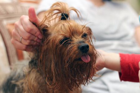 A wet Yorkshire terrier with its tongue hanging out is sitting next to the owner. A human hand strokes a small dog after bathing.の写真素材