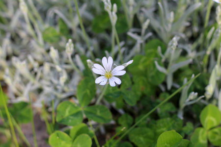 Lovely little white five-petal flower with heart-shaped petals on a blurry green background