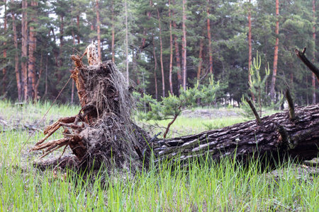 The consequence of a severe hurricane. The root of a tree torn from the ground in the background of...