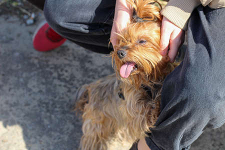 Children's hands are scratching a happy dog. Yorkshire Terrier with his tongue sticking out from pleasure in the owner's hands for a walkの写真素材