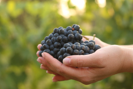 Female hands with ripe bunches of grapes on a green blurred background in profile