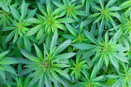 Two tops of marijuana against blurry green leaves background. Top viewの写真素材