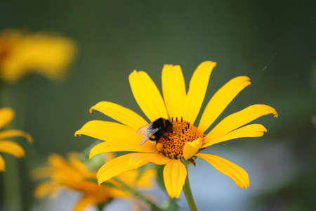 Little bumblebee sits on a lonely orange flower on a blurry backgroundの写真素材