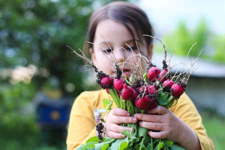 A little girl holds an armful of freshly harvested radishes in her hands.の写真素材