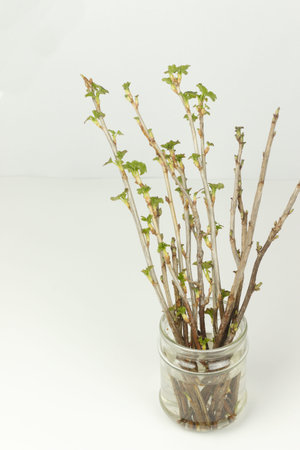 Blooming leaves of currant cuttings in a glass jar on a white background. New seedlings growing...