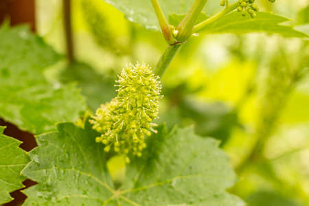 Young green flowering grapevine inflorescence on blurred vineyard backgroundの写真素材