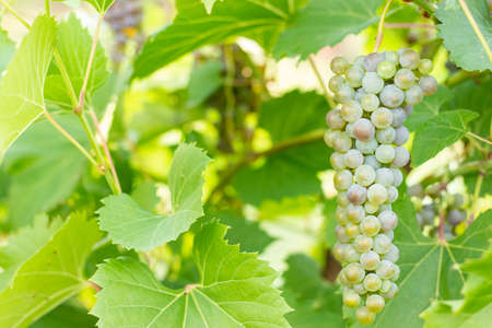 Ripe juicy white grapes on vine in the vineyardの写真素材