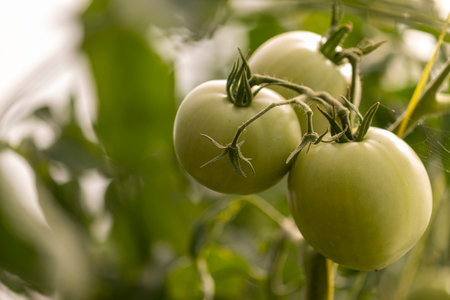 a bunch of green unripe tomatoes hanging on a branch of a plantの写真素材