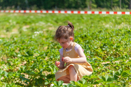 Adorable little girl picking strawberries in the garden on a sunny summer dayの写真素材