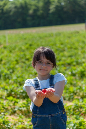 Cute little girl picking strawberries in a field on a sunny dayの写真素材